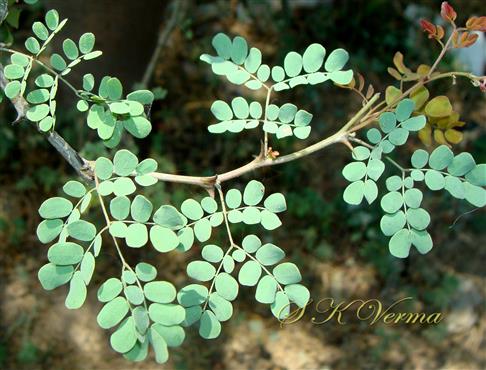  Leaves with 2-3 pinnae pairs